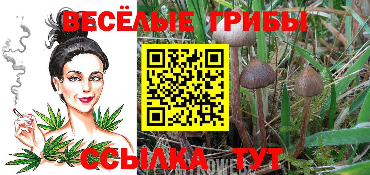 Галлюциногенные грибы Cubensis Дедовск